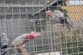 Para lęgowa Kakadu Różowe 19/20