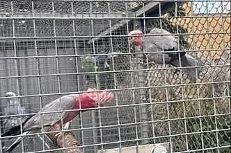 Para lęgowa Kakadu Różowe 19/20