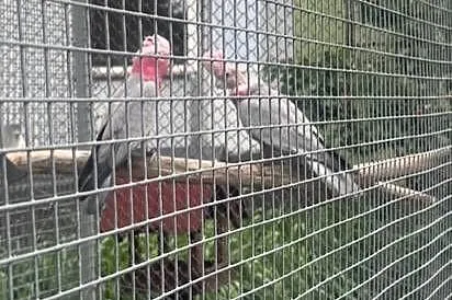 Para lęgowa Kakadu Różowe 19/20, Wielkopolskie, Stęszew