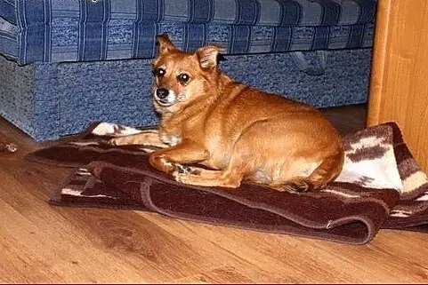 Wzorowa, grzeczna suczka - Kamusia :),  warmińsko-