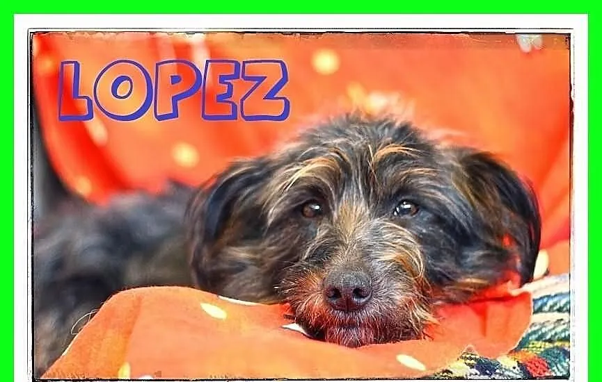 LOPEZ-kudłaty,na krótkich łapach,cudowny,wesoły,pr