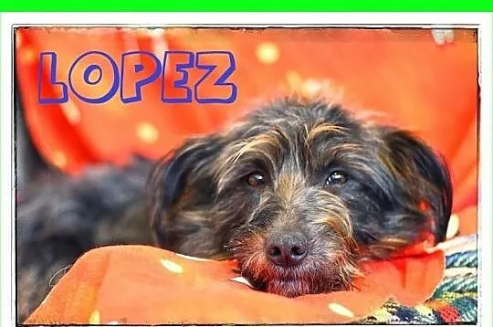 LOPEZ-kudłaty,na krótkich łapach,cudowny,wesoły,przyjazny piesek.ODDAM