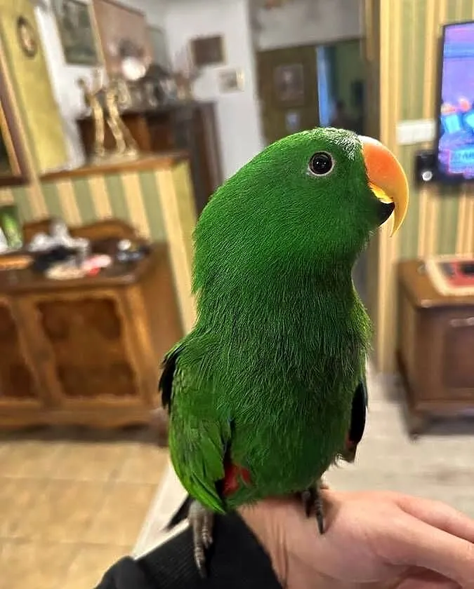 Lora wielka/Barwnica zwyczajna/Eclectus roratus, Śląskie, Pszczyna