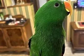 Lora wielka/Barwnica zwyczajna/Eclectus roratus