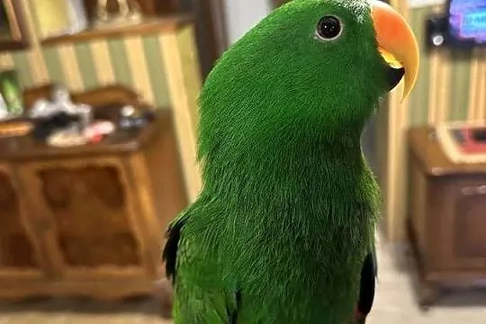 Lora wielka/Barwnica zwyczajna/Eclectus roratus, Śląskie, Pszczyna