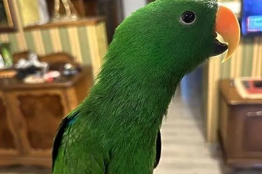 Lora wielka/Barwnica zwyczajna/Eclectus roratus, Śląskie, Pszczyna