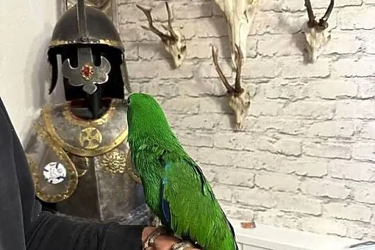 Lora wielka/Barwnica zwyczajna/Eclectus roratus, Śląskie, Pszczyna
