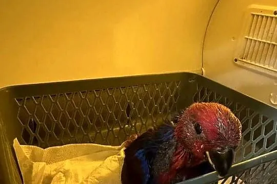 Lora wielka/Barwnica zwyczajna/Eclectus roratus, Śląskie, Pszczyna