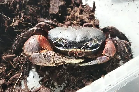 Krab tęczowy duży