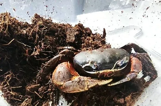 Krab tęczowy duży, Dolnośląskie, Wałbrzych