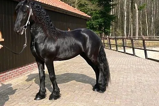 Oszałamiające łagodny rodzaj klacz konia,  Konie f