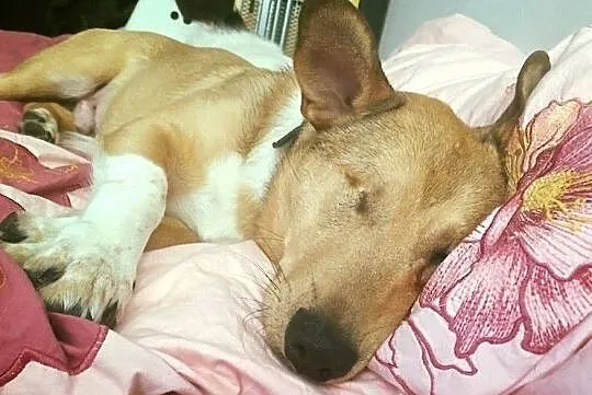 Baścik jest dobry na wiele na co dzień i na niedzielę, Śląskie, Gliwice