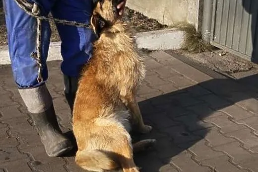 ASTRA - łagodna suczka szuka dobrego domu,  śląski