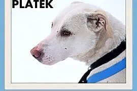 PŁATEK,26kg,mądry,łagodny,spokojny biały pies.ADOP, Warszawa