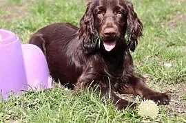 Suczki rasy Field Spaniel