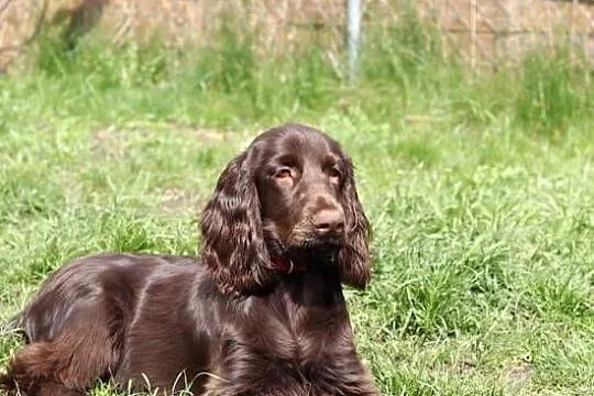 Suczki rasy Field Spaniel, Dolnośląskie, Wrocław