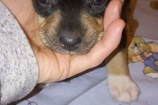 MAŁA - malutkie szczenię do adopcji,  lubelskie Lu