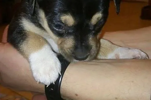 MAŁA - malutkie szczenię do adopcji,  lubelskie Lu