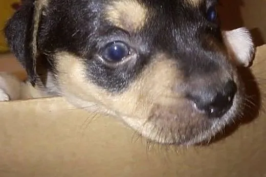 MAŁA - malutkie szczenię do adopcji,  lubelskie Lu