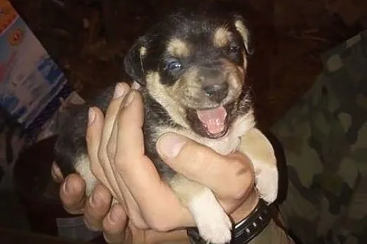 MAŁA - malutkie szczenię do adopcji,  lubelskie Lu