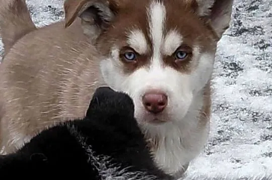 Husky Syberian Pies