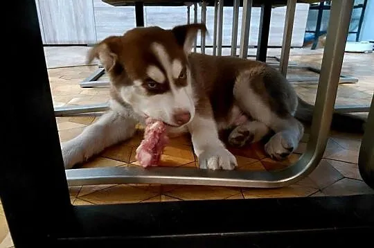 Husky Syberian Pies, Kujawsko-pomorskie, Inowrocław