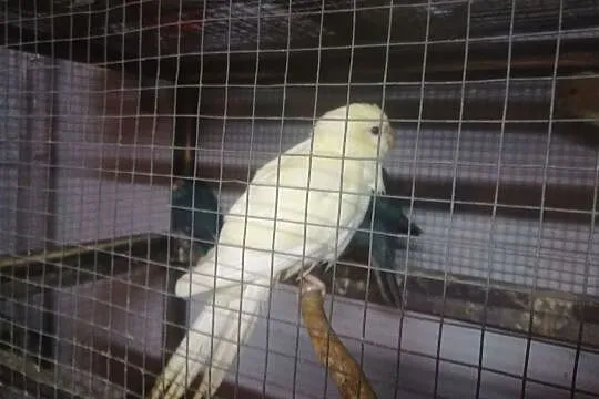 Modrolotki cremino i szczepy niebieskie 2019 papug, Rumia