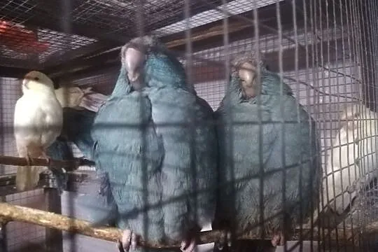 Modrolotki cremino i szczepy niebieskie 2019 papug, Rumia