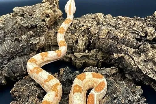 Boa imperator/Boa cesarski II