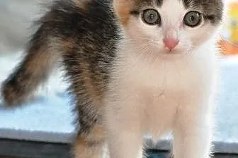 Tutka kociak, kicia, kotka tricolorka malutka ADOPCJA,  małopolskie Kraków