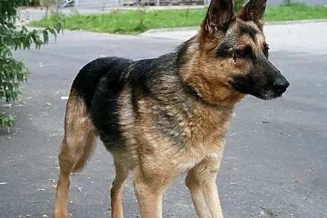 Wierny psiak Cywil w typie owczarka szuka domu,  d