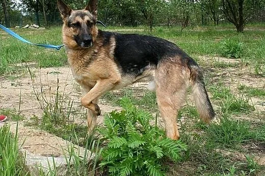 Wierny psiak Cywil w typie owczarka szuka domu,  d