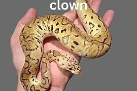 Pyton Królewski Pastel Leopard Clown