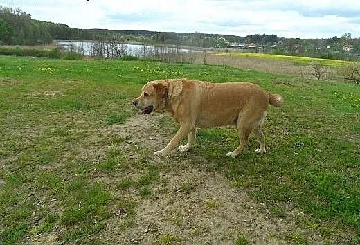 Bady do adopcji, lubuskie Świebodzin