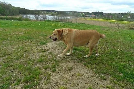 Bady do adopcji,  lubuskie Świebodzin