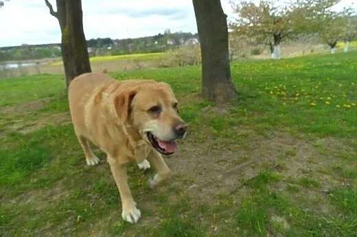 Bady do adopcji,  lubuskie Świebodzin