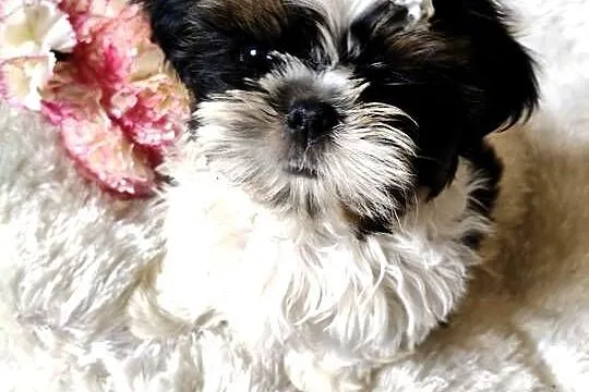 Shih tzu piesek FCI