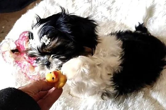 Shih tzu piesek FCI, Dolnośląskie, Wałbrzych
