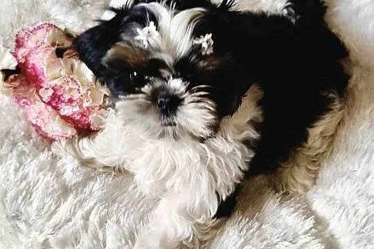 Shih tzu piesek FCI, Dolnośląskie, Wałbrzych