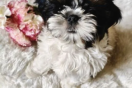 Shih tzu piesek FCI, Dolnośląskie, Wałbrzych