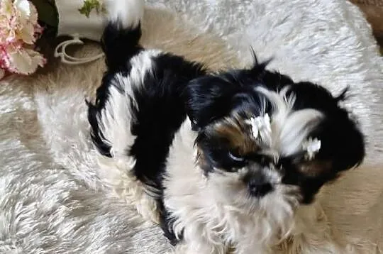 Shih tzu piesek FCI, Dolnośląskie, Wałbrzych