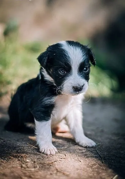 Suczka i piesek- mix BORDER COLLIE!, mazowieckie