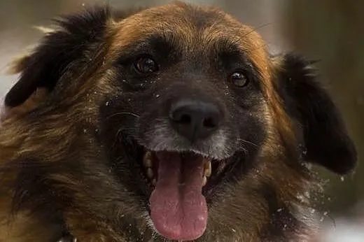 Lemmy, pogodny kudłacz, przyjazny psiak do adopcji!,  Kundelki cała Polska