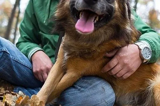Lemmy, pogodny kudłacz, przyjazny psiak do adopcji
