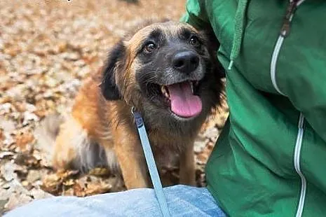 Lemmy, pogodny kudłacz, przyjazny psiak do adopcji