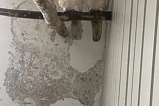 Kakadu inka 0.1 2025, Wielkopolskie, Stęszew
