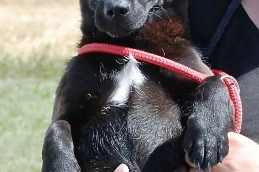 Perełka malutka suczka 10 mcy szczeniak ADOPCJA,  