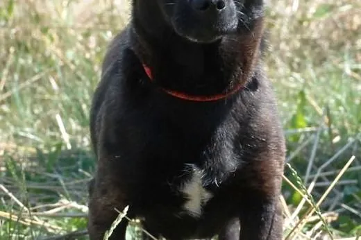 Perełka malutka suczka 10 mcy szczeniak ADOPCJA,  