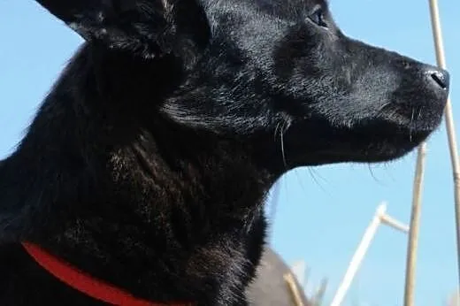 Perełka malutka suczka 10 mcy szczeniak ADOPCJA,  