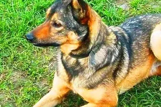 SZARIK - piękny, łagodny psiak w typie owczarka do